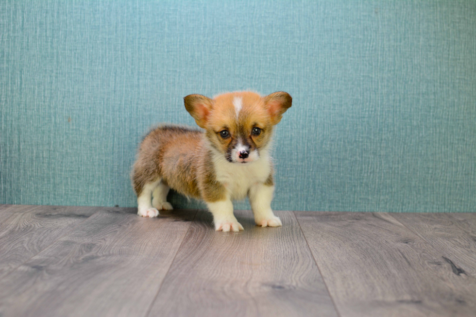 Best Welsh Corgi Baby