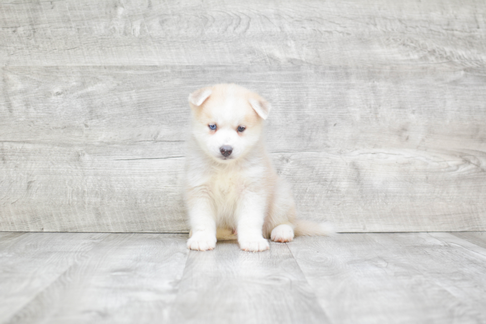 Petite Pomsky Designer Pup