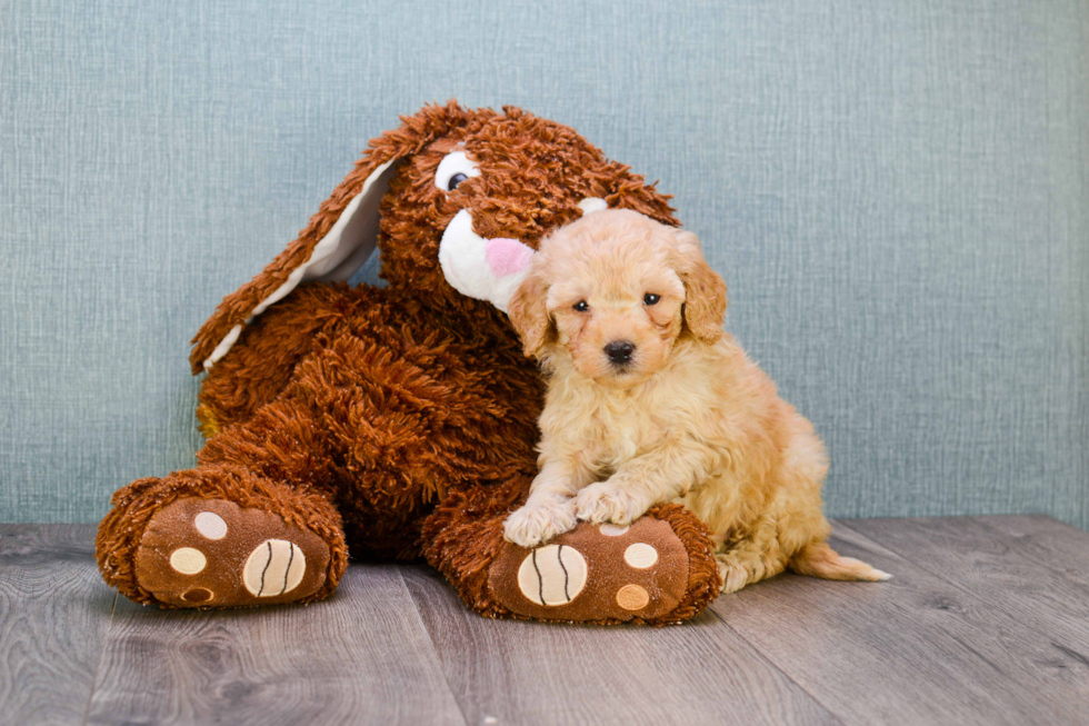 Mini Goldendoodle Puppy for Adoption