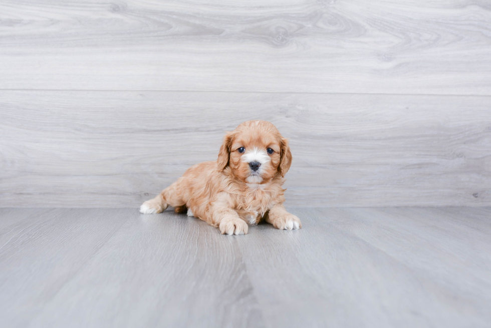 Little Cavoodle Poodle Mix Puppy