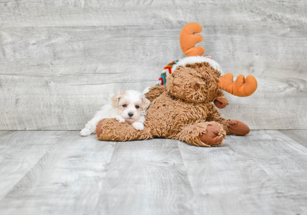 Sweet Maltipoo Baby