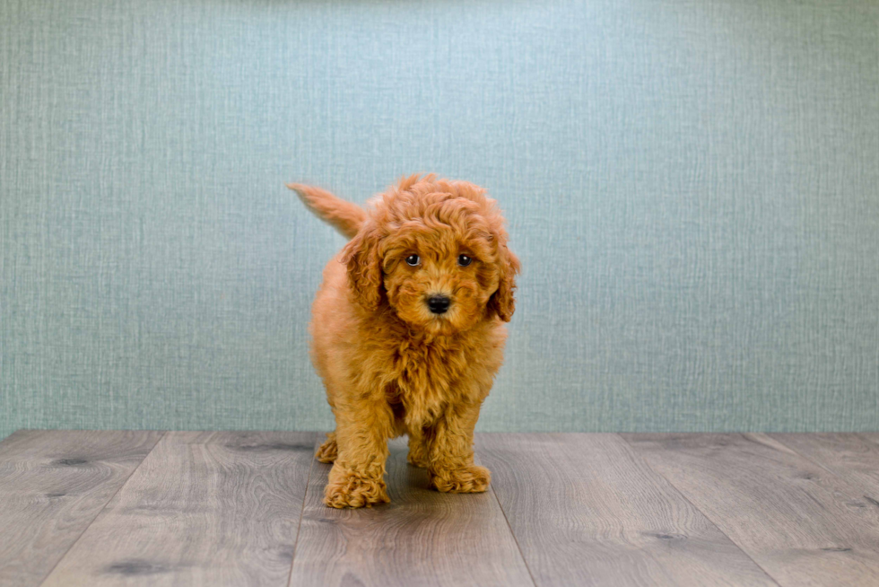 Popular Mini Goldendoodle Poodle Mix Pup