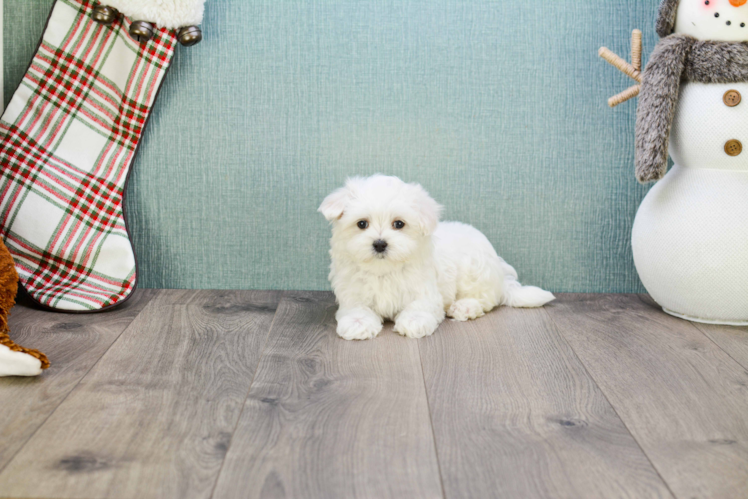 Maltese Pup Being Cute