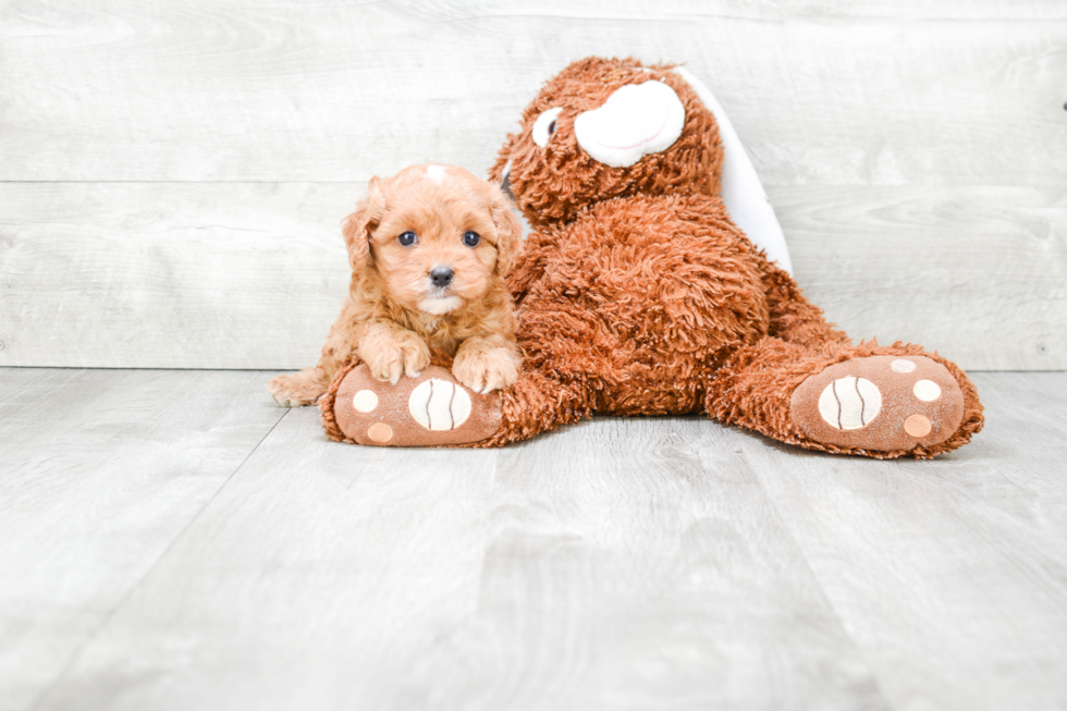 Adorable Cavoodle Poodle Mix Puppy