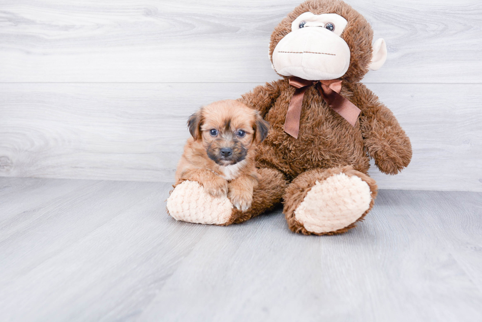 Cute Cavachon Baby