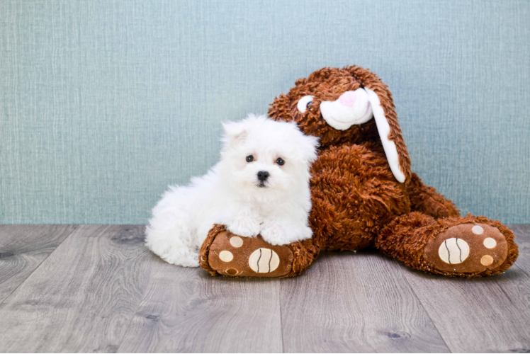 Maltipoo Pup Being Cute