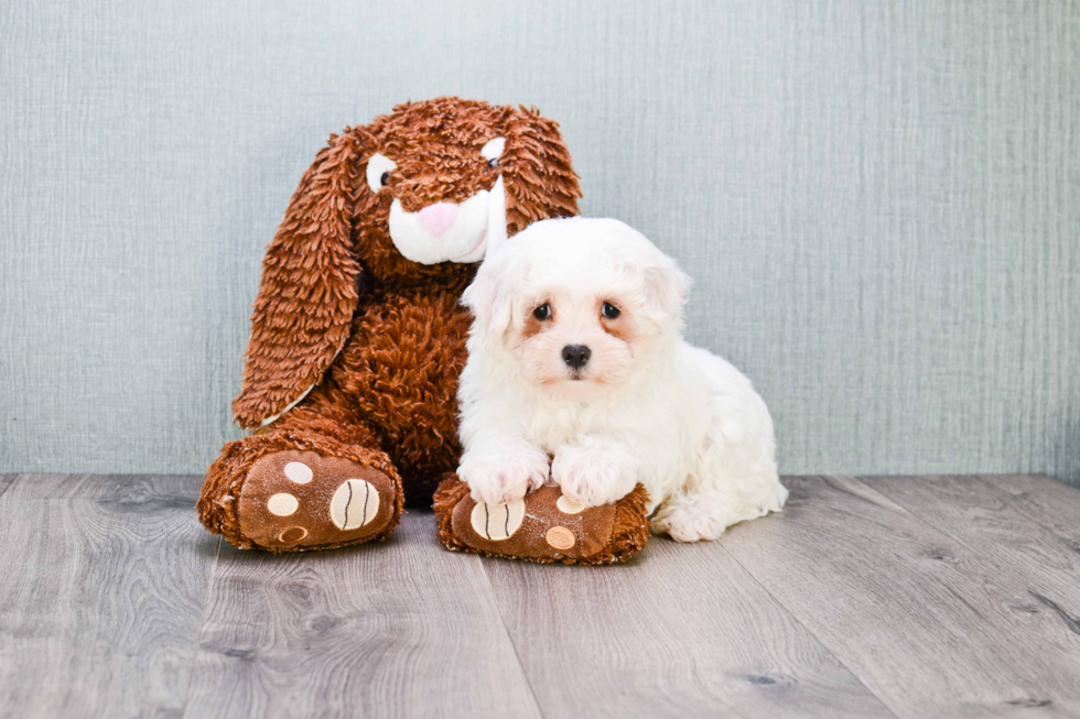 Happy Maltipoo Baby