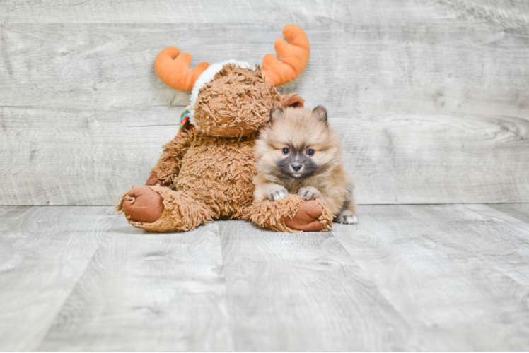 Pomeranian Puppy for Adoption