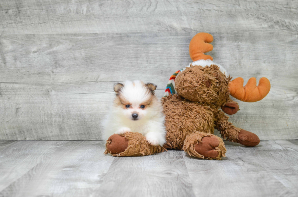 Friendly Pomeranian Baby