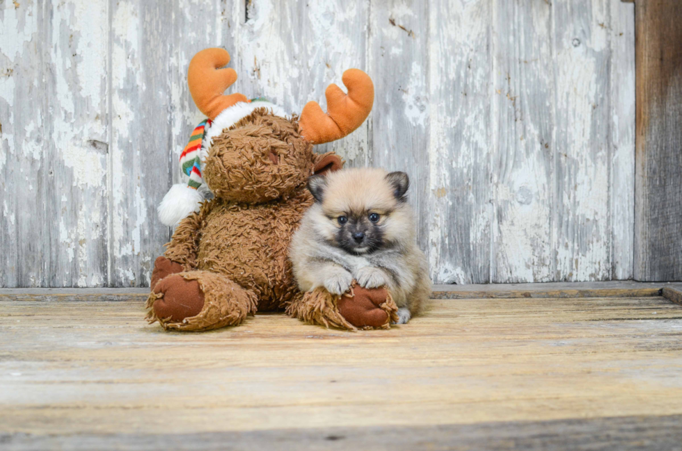 Playful Pomeranian Purebred Pup