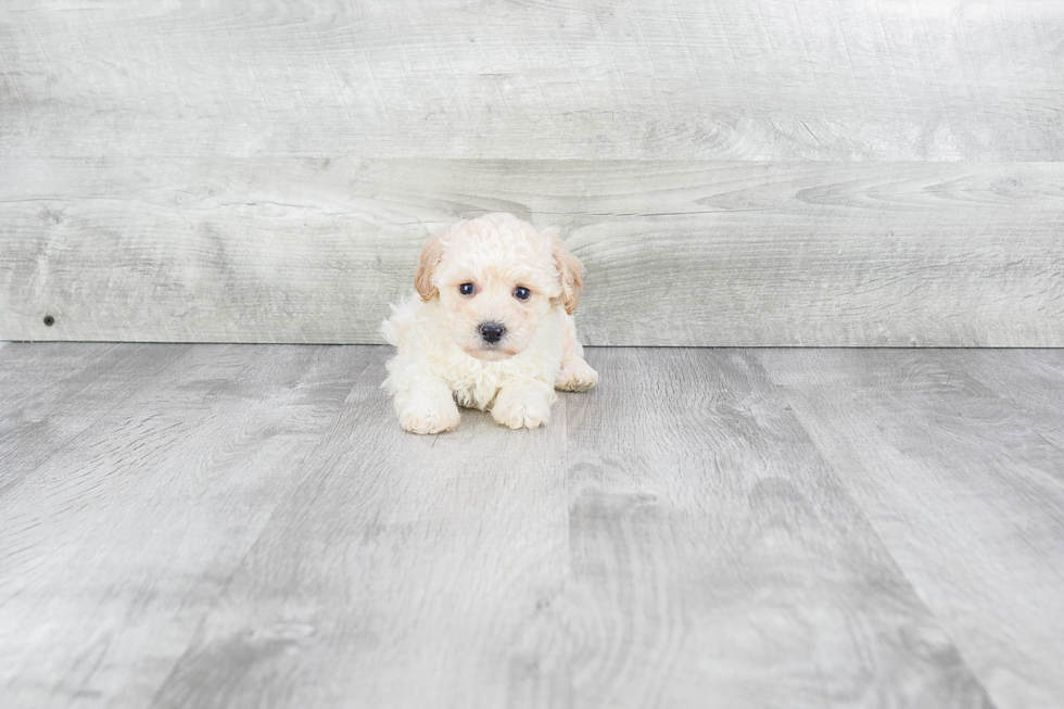 Small Maltipoo Baby