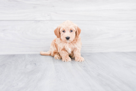 Sweet Mini Goldendoodle Baby