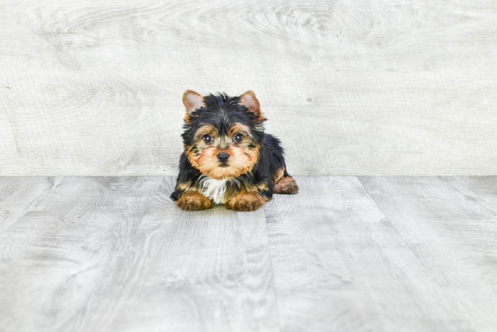 Meet Beckham - our Yorkshire Terrier Puppy Photo 