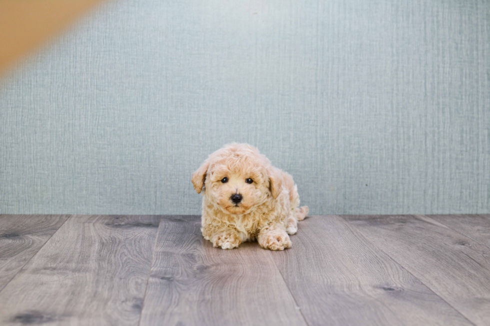 Maltipoo Puppy for Adoption