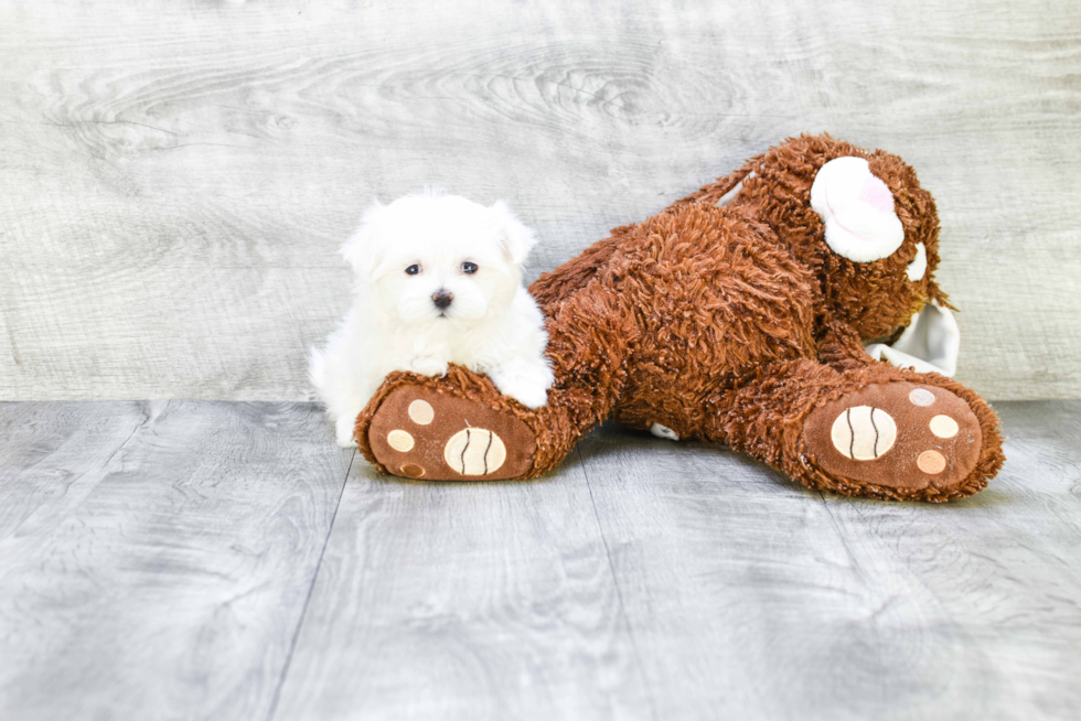 Fluffy Maltese Purebred Puppy