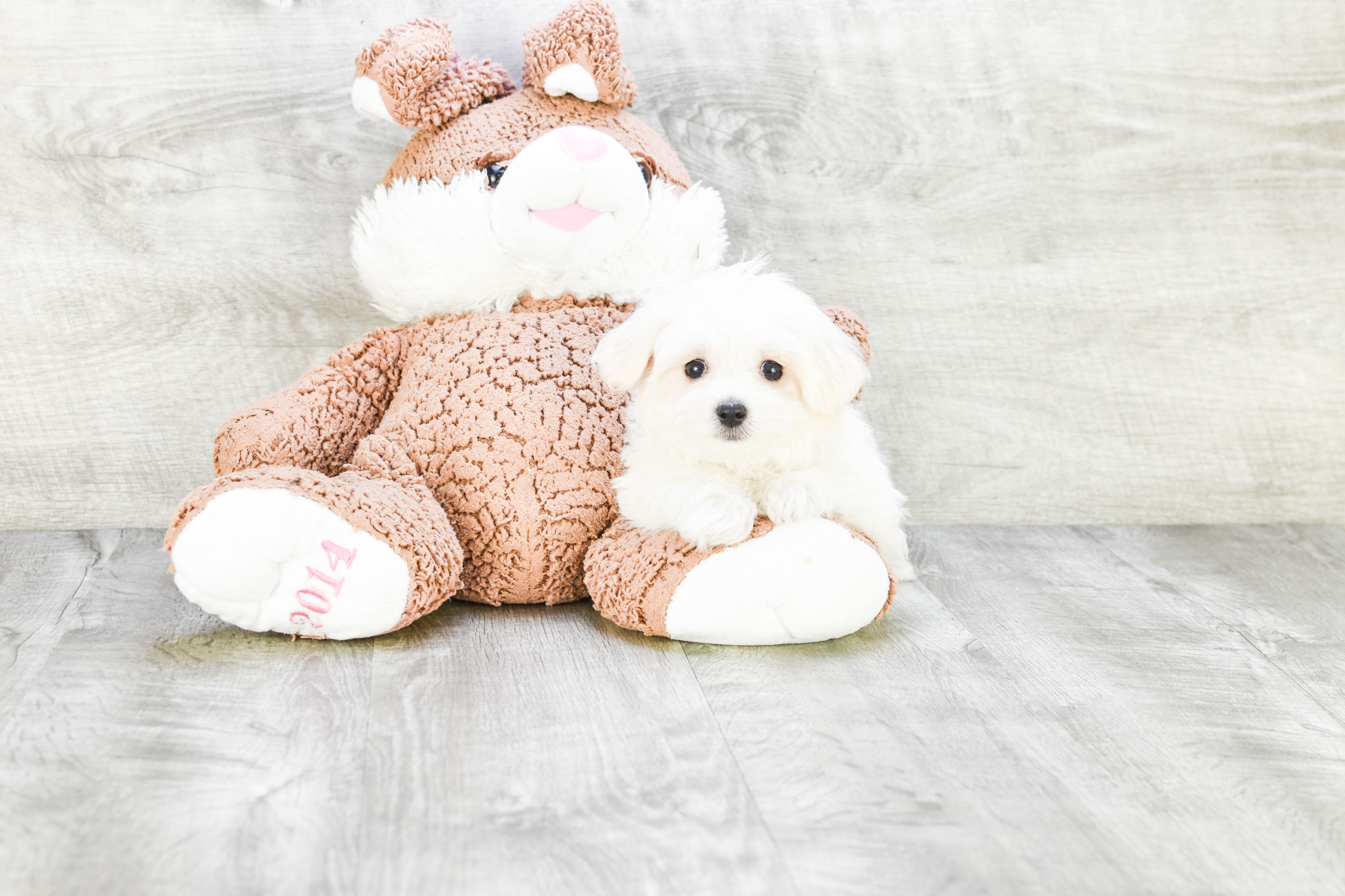Little Maltese Baby