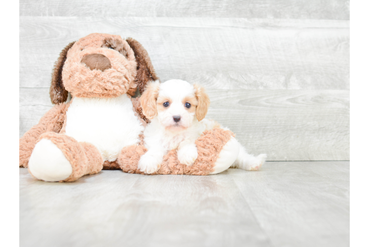 Sweet Cavapoo Baby