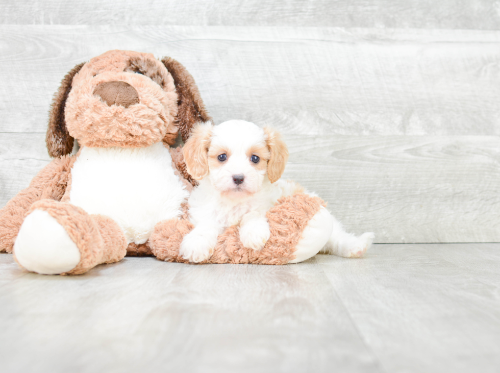 Sweet Cavapoo Baby