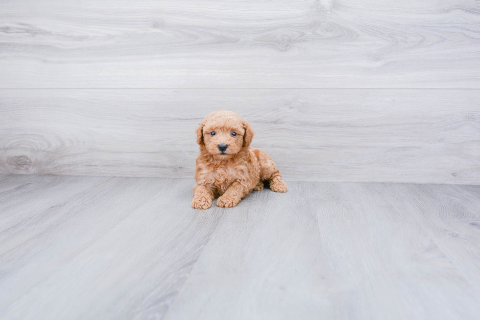 Poodle Puppy for Adoption