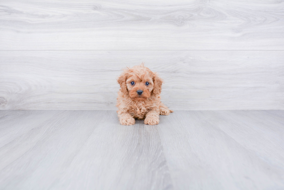 Cavapoo Pup Being Cute