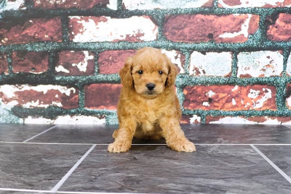 Happy Mini Goldendoodle Baby