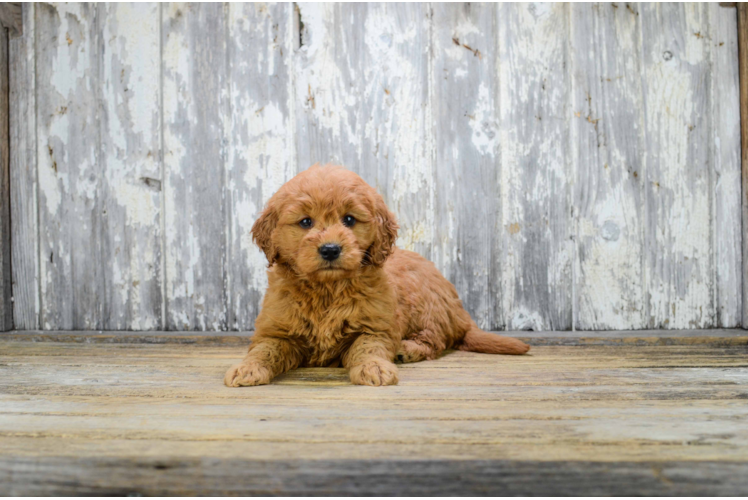 Cute Mini Goldendoodle Baby