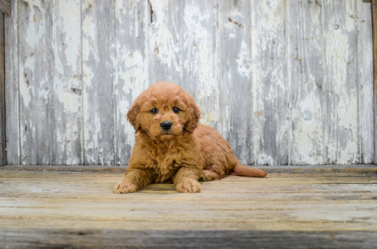 Cute Mini Goldendoodle Baby