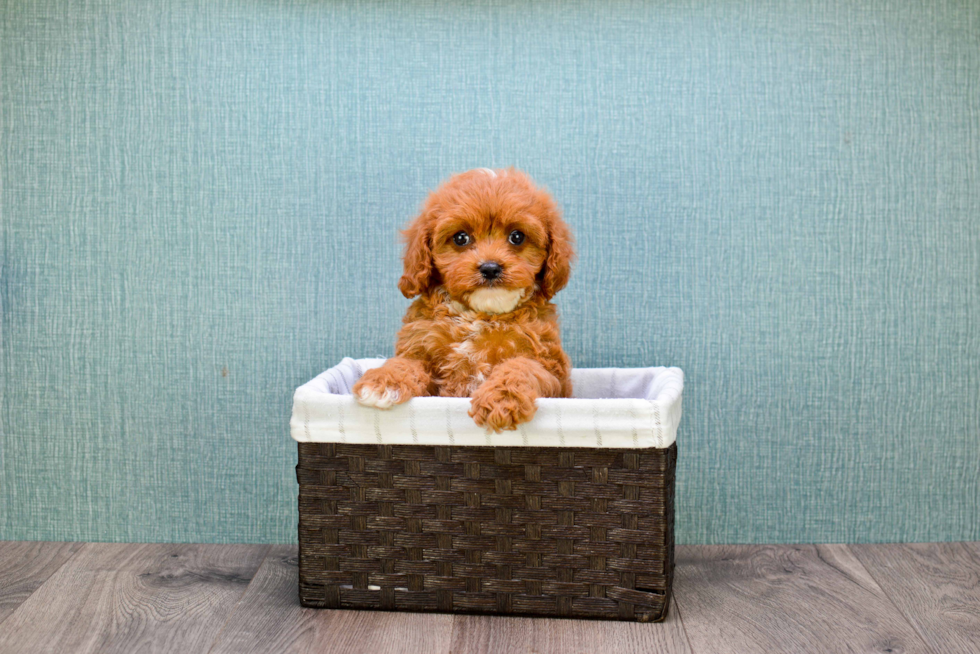 Friendly Cavapoo Baby