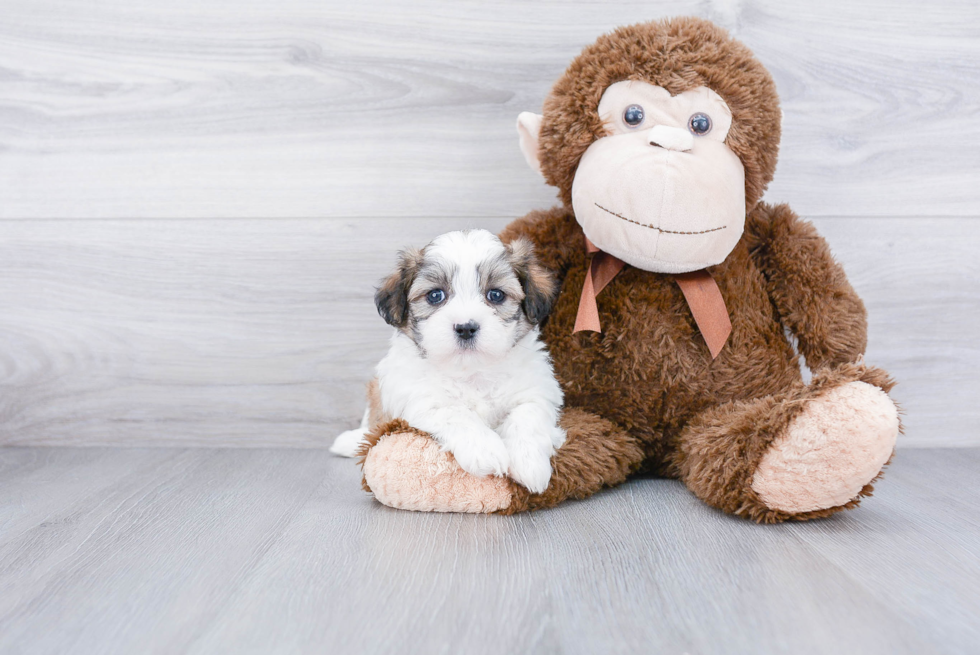 Teddy Bear Pup Being Cute