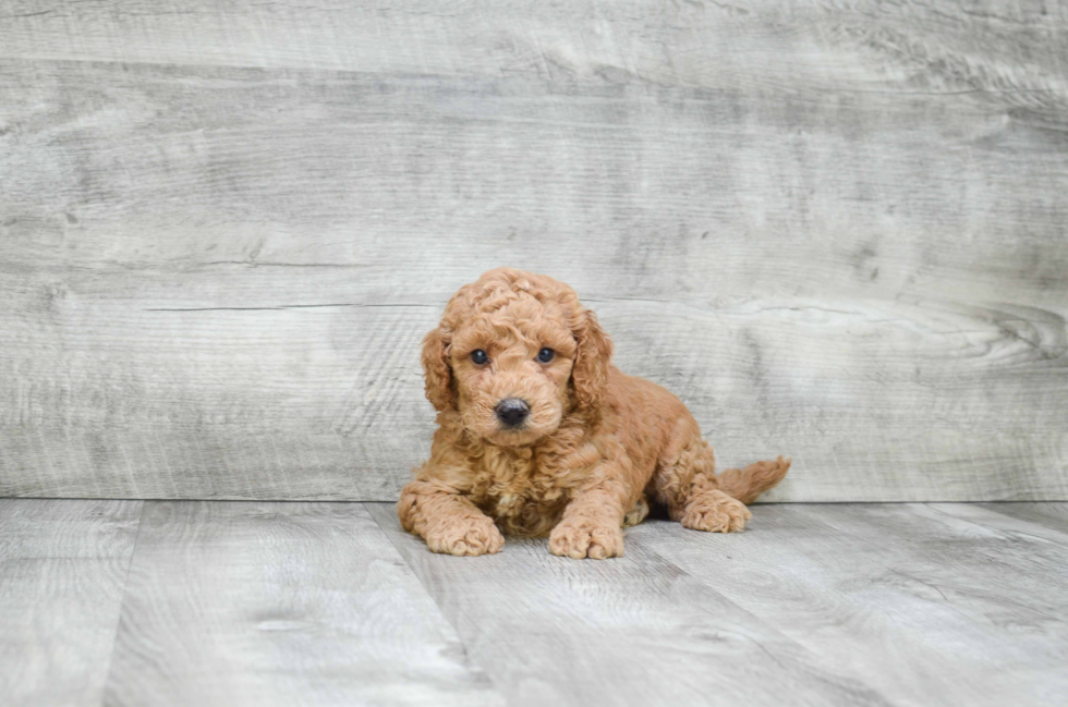 Best Mini Goldendoodle Baby