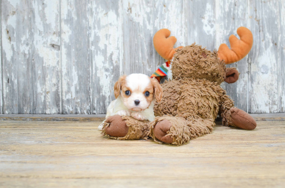 Friendly Cavalier King Charles Spaniel Purebred Pup