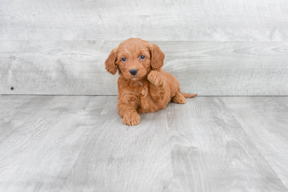 Mini Goldendoodle Pup Being Cute