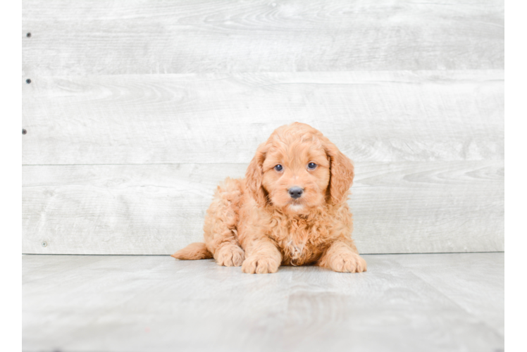 Best Mini Goldendoodle Baby