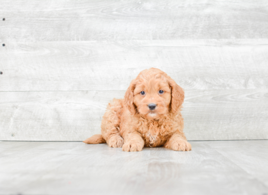 Best Mini Goldendoodle Baby