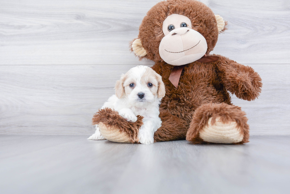 Best Cavachon Baby