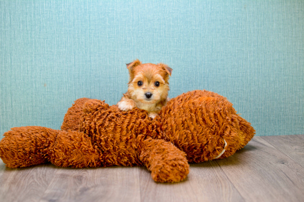 Little Yorkie Designer Puppy