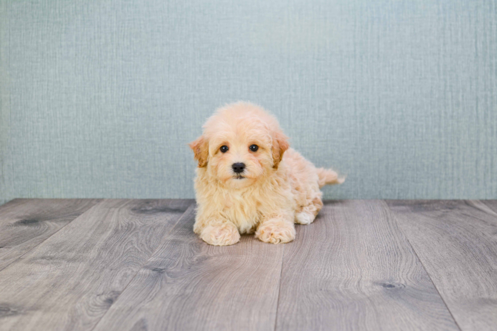 Best Maltipoo Baby