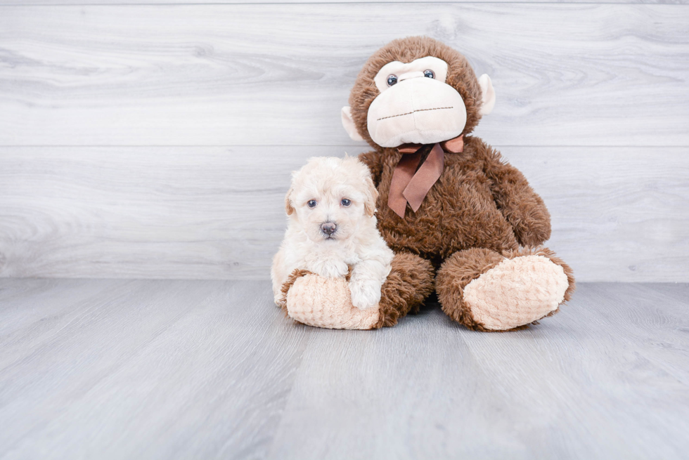 Maltipoo Pup Being Cute