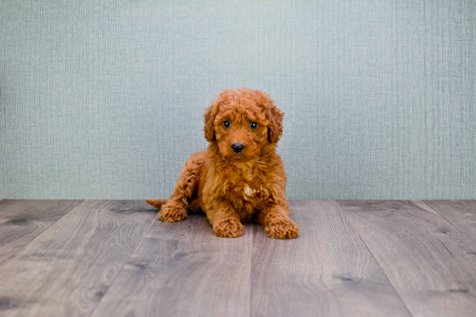 Small Mini Goldendoodle Baby