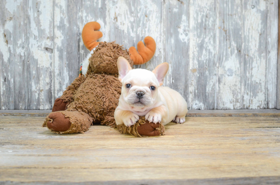 French Bulldog Puppy for Adoption