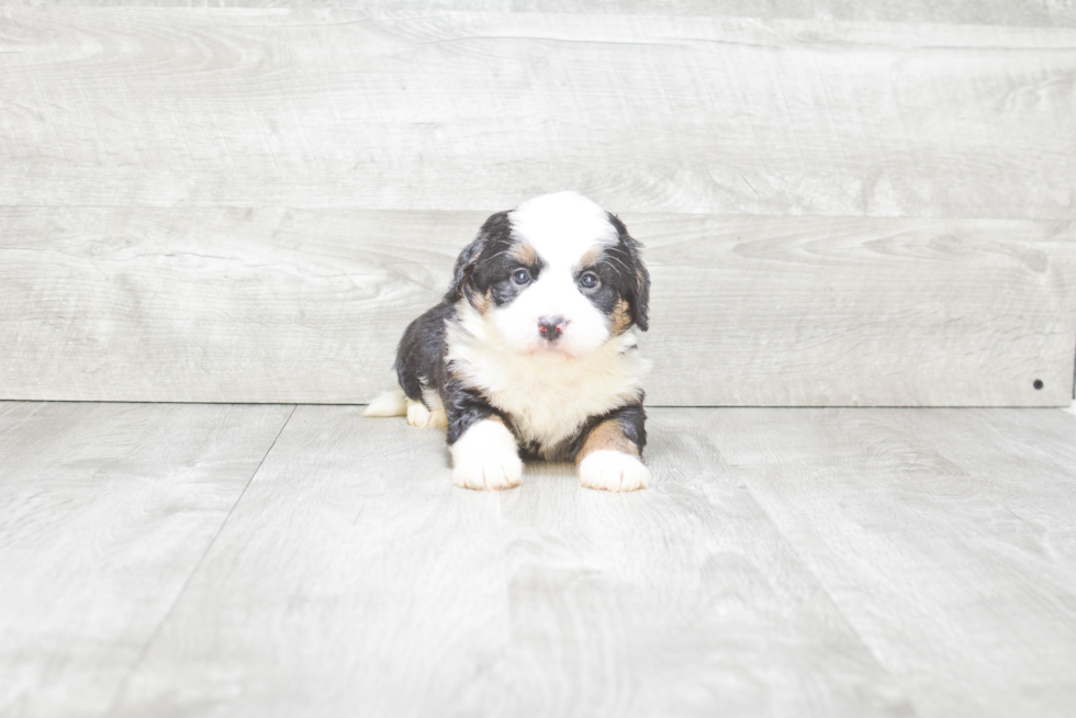 Mini Bernedoodle Pup Being Cute