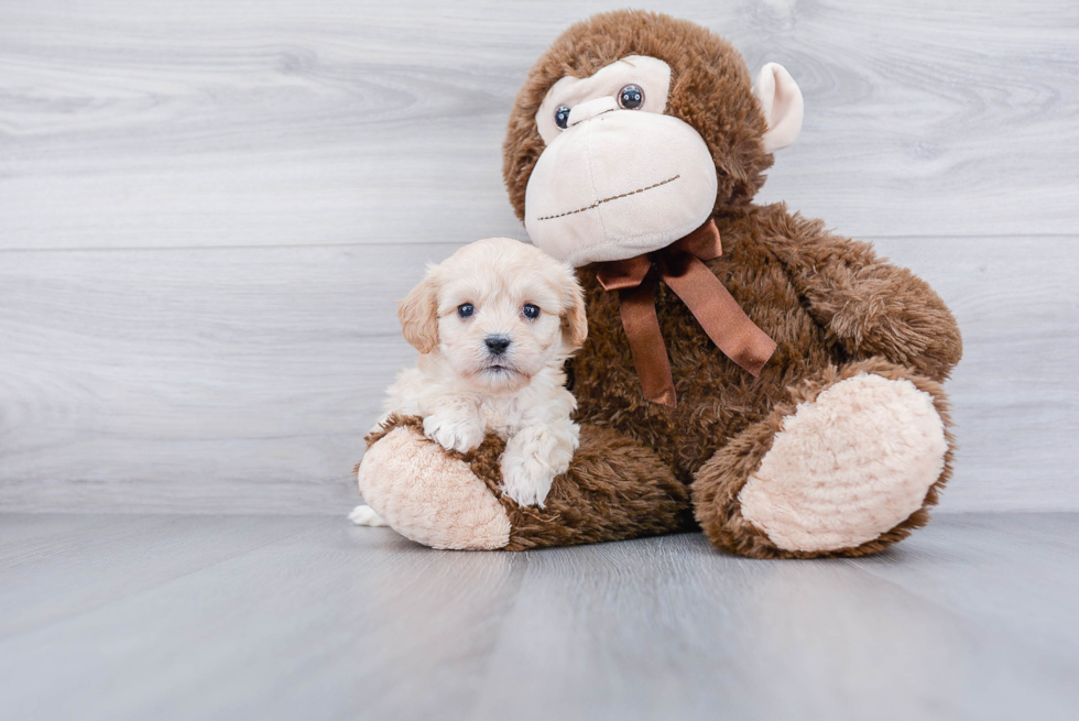 Cavachon Pup Being Cute