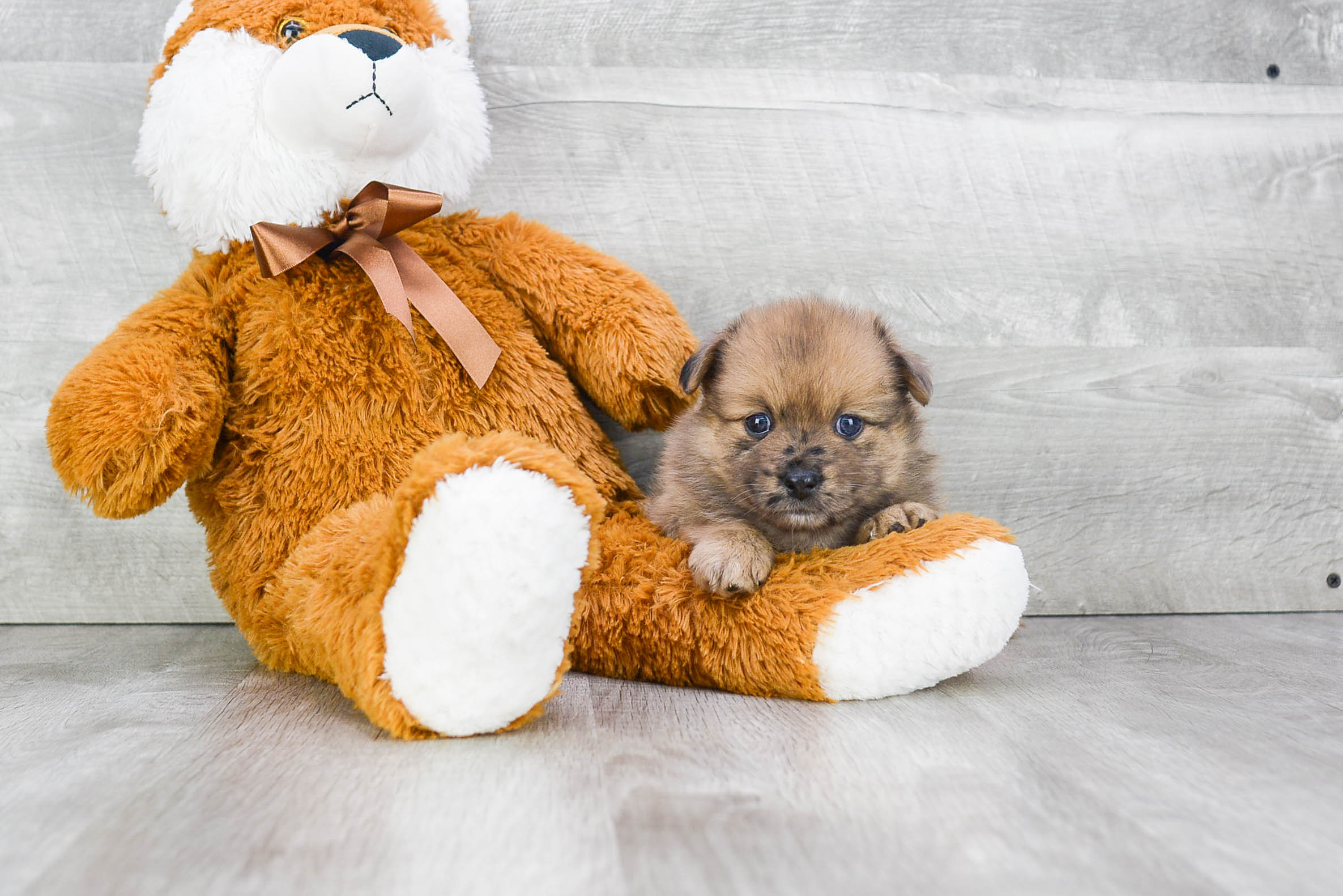 Pomeranian Puppy for Adoption