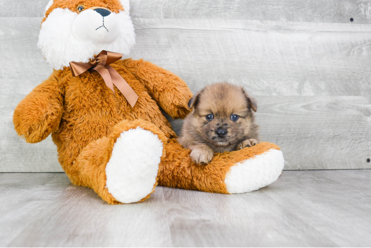 Pomeranian Puppy for Adoption