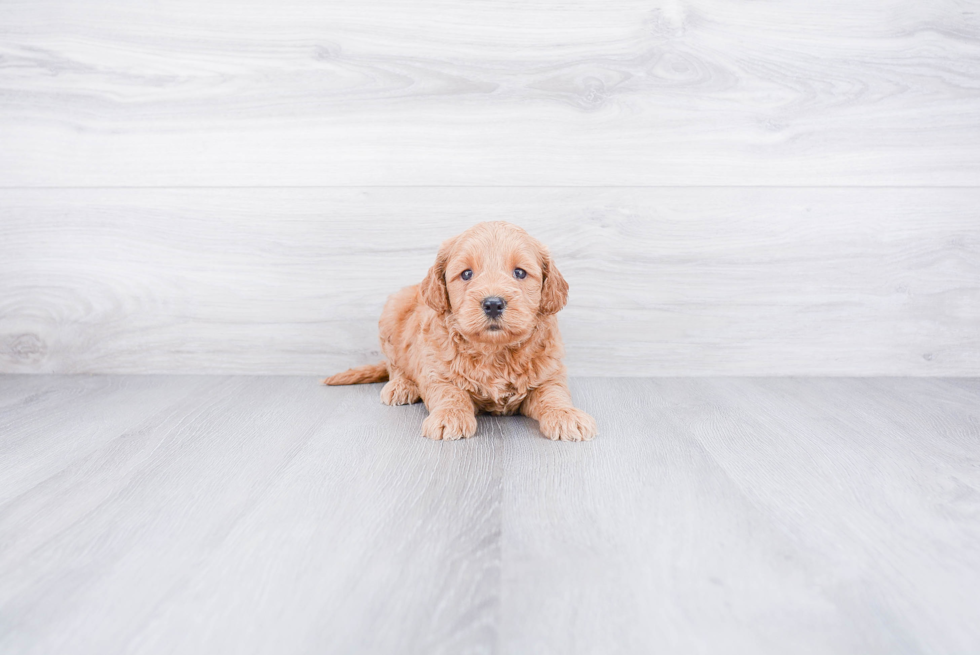 Smart Mini Goldendoodle Poodle Mix Pup