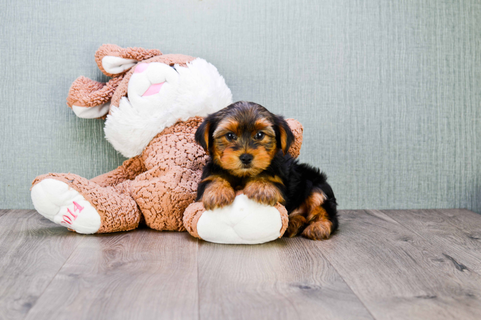 Meet Snickers - our Yorkshire Terrier Puppy Photo 