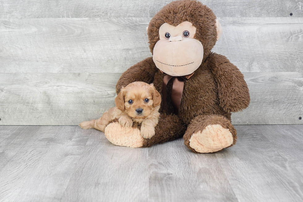 Smart Cavapoo Poodle Mix Pup