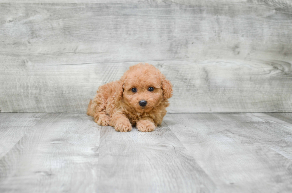 Cavapoo Pup Being Cute