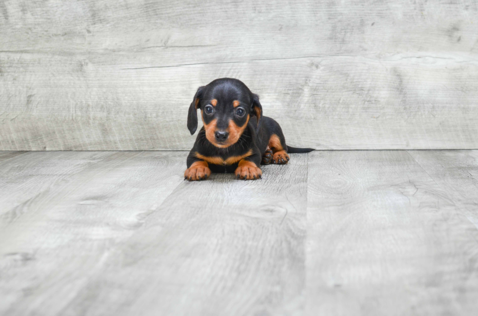 Best Dachshund Baby