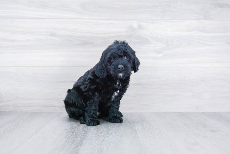 Fluffy Mini Goldendoodle Poodle Mix Pup